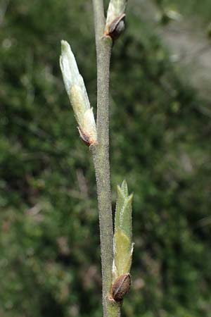 Salix caprea \ Sal-Weide, D Wald-Michelbach 25.4.2021