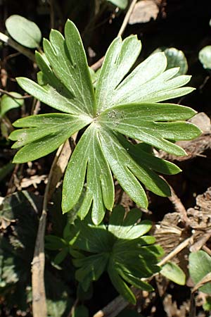 Eranthis hyemalis \ Winterling / Winter Aconite, D Ludwigshafen 26.2.2017