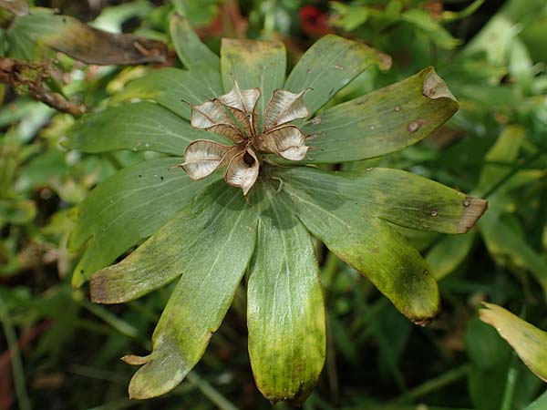 Eranthis hyemalis \ Winterling, D Mannheim 6.5.2023