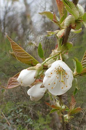 Prunus avium subsp. avium \ Vogel-Kirsche, Wild-Kirsche, D Schwetzingen 3.4.2020