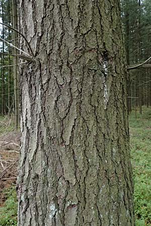 Pinus strobus \ Weymouths-Kiefer, Wei-Kiefer / Eastern White Pine, D Odenwald, Mossautal 14.10.2023