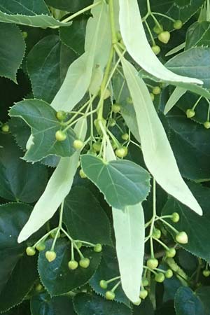 Tilia cordata \ Winter-Linde / Small-Leaved Lime, D Mannheim 23.6.2016