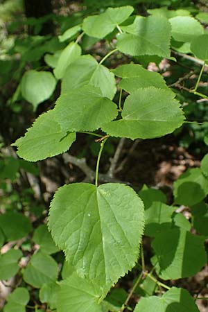 Tilia cordata \ Winter-Linde / Small-Leaved Lime, D Mannheim-Pfingstberg 14.5.2021