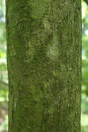 Tilia cordata \ Winter-Linde / Small-Leaved Lime, D Mannheim-Pfingstberg 14.5.2021