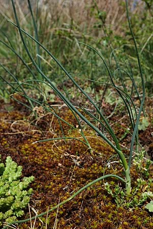 Allium vineale \ Weinberg-Lauch / Wild Onion, D Herxheim am Berg 11.4.2022