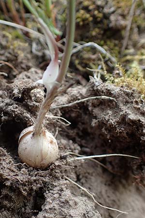 Allium vineale \ Weinberg-Lauch / Wild Onion, D Bensheim 29.4.2022