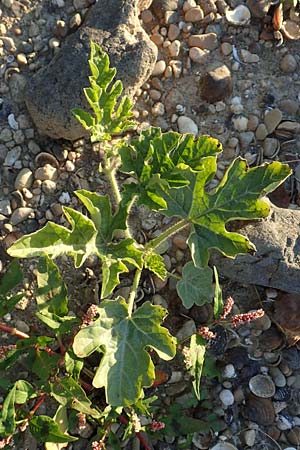 Citrullus lanatus \ Wasser-Melone / Water Melon, D Biblis 28.9.2015