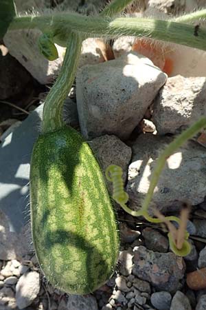 Citrullus lanatus \ Wasser-Melone / Water Melon, D Mannheim 19.9.2018