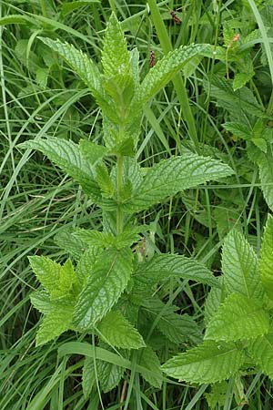 Mentha longifolia \ Ross-Minze / Horse Mint, D Neuleiningen 15.6.2020