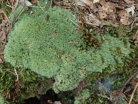 Leucobryum glaucum \ Wei-Moos / White Cushion Moss, D Kaiserslautern 19.8.2020