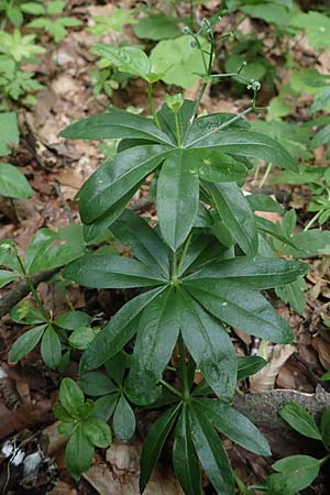 Galium odoratum \ Waldmeister / Woodruff, D Rhön, Gersfeld 22.6.2023