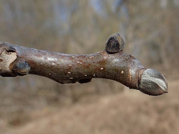 Juglans regia / Persian Walnut, D Ludwigshafen 19.2.2022