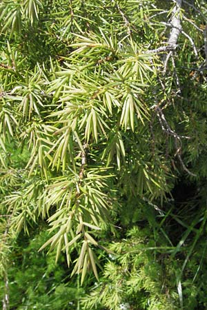 Juniperus communis \ Gewhnlicher Wacholder, D Schwarzwald, Feldberg 24.6.2007