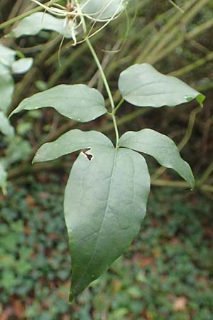 Clematis vitalba \ Gewhnliche Waldrebe, D Mannheim 20.10.2019