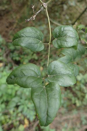 Clematis vitalba \ Gewhnliche Waldrebe, D Mannheim 20.10.2019