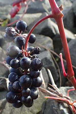 Vitis sylvestris ? \ Wilde Weinrebe / Grape Vine, D Mannheim Mühlau-Hafen 12.11.2023