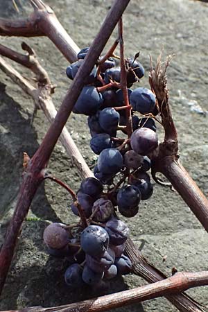 Vitis sylvestris ? \ Wilde Weinrebe / Grape Vine, D Mannheim Mühlau-Hafen 12.11.2023