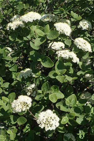 Viburnum lantana / Wayfaring Tree, D Neuleiningen 23.4.2020