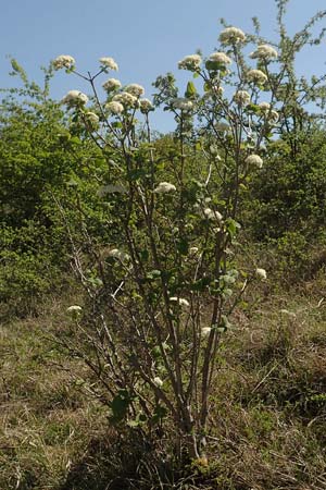 Viburnum lantana \ Wolliger Schneeball / Wayfaring Tree, D Neuleiningen 23.4.2020