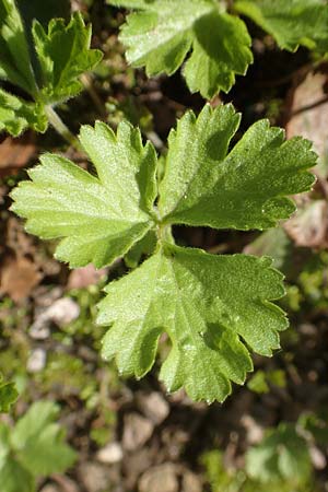 Waldsteinia ternata \ Dreiblättrige Waldsteinie, Teppich-Ungarwurz / Siberian Barren Strawberry, D Bad Vilbel 25.3.2017