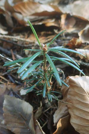 Abies alba / Common Silver Fir, D Odenwald, Unterabtsteinach 18.11.2020