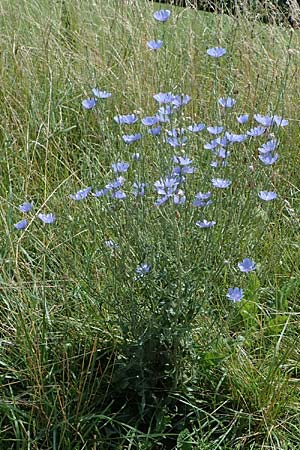 Cichorium intybus \ Gemeine Wegwarte, Zichorie, D Groß-Gerau 9.7.2021