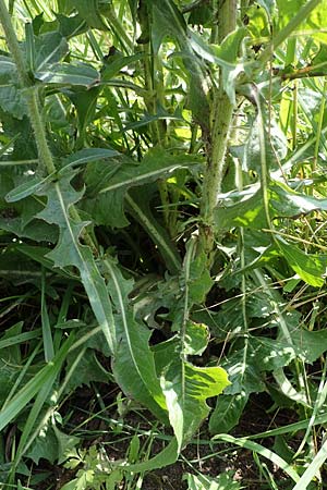 Cichorium intybus \ Gemeine Wegwarte, Zichorie, D Groß-Gerau 9.7.2021