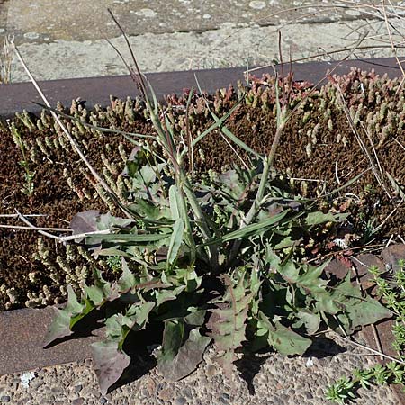 Cichorium intybus \ Gemeine Wegwarte, Zichorie / Chicory, D Mannheim 18.4.2022