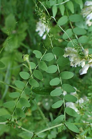 Vicia sylvatica \ Wald-Wicke / Wood Vetch, D Thüringen, Erfurt 19.6.2023