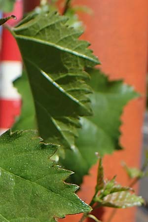 Betula pendula \ Gewhnliche Birke, Hnge-Birke / Silver Birch, D Frankfurt 30.5.2023