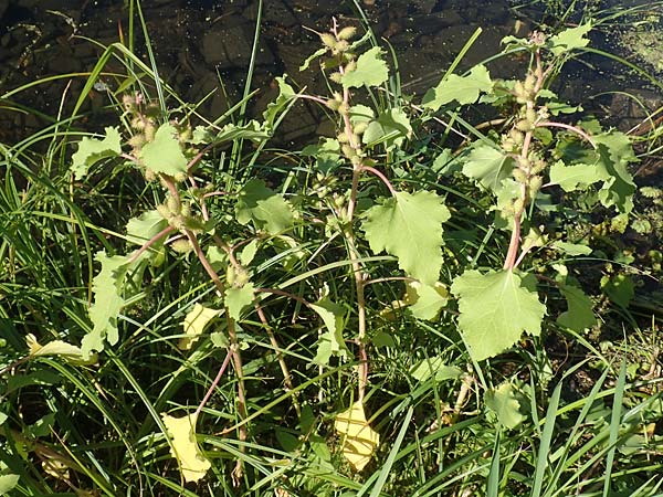 Xanthium albinum \ Ufer-Spitzklette / Riverside Cocklebur, D Brandenburg, Havelaue-Strodehne 18.9.2020