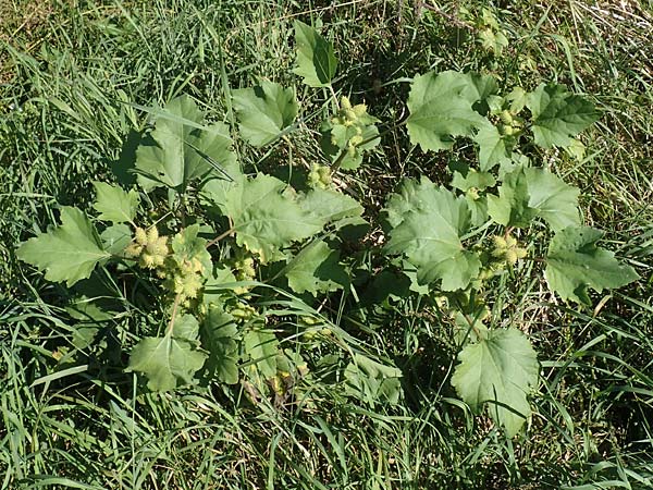 Xanthium albinum \ Ufer-Spitzklette, D Sachsen-Anhalt, Havelberg 18.9.2020