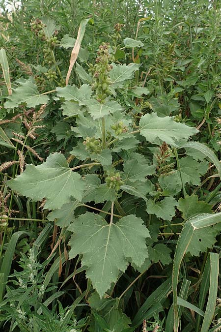 Xanthium strumarium \ Gewhnliche Spitzklette / Rough Cocklebur, Common Cocklebur, D Werne 11.7.2018