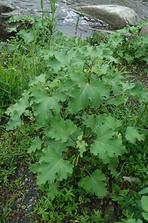 Xanthium strumarium / Rough Cocklebur, Common Cocklebur, D Lorch am Rhein 28.7.2023