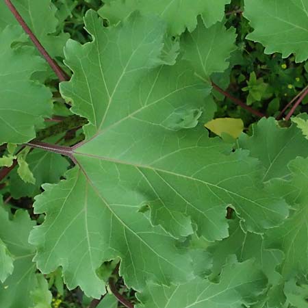 Xanthium strumarium \ Gewhnliche Spitzklette, D Lorch am Rhein 28.7.2023