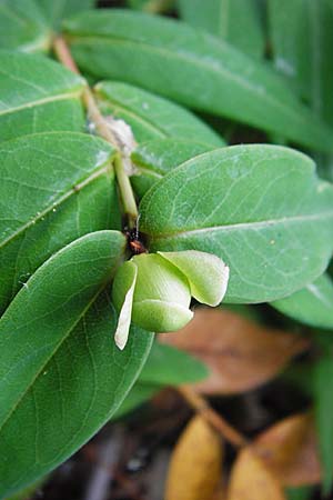 Hypericum calycinum \ Grokelchiges Johanniskraut, Immergrnes Johanniskraut, D Eich 9.6.2015