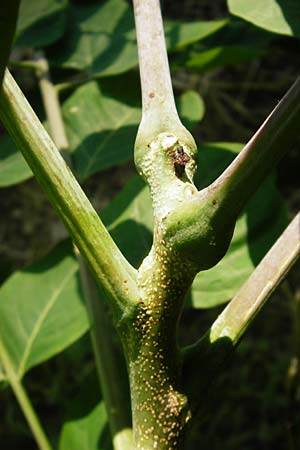 Aralia excelsa s.l. \ Hohe Aralie, D Mannheim 1.7.2015