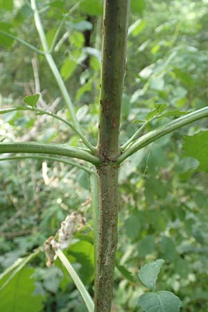 Sambucus nigra / Elder, D Ketsch 22.7.2015