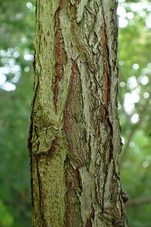 Aralia excelsa s.l. \ Hohe Aralie / Tall Spikenard, D Mannheim 18.8.2015