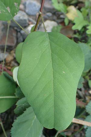 Robinia pseudoacacia \ Robinie, D Mannheim,  Friesenheimer Insel 9.9.2015