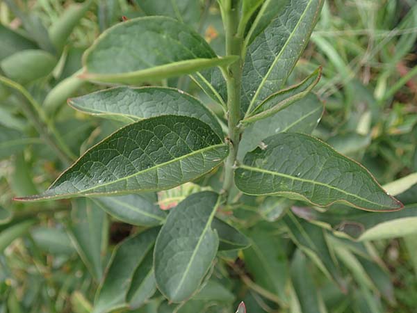 Euonymus europaeus \ Gewhnliches Pfaffenhtchen / Spindle, D Mannheim 7.11.2015