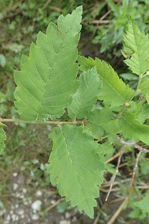 Zelkova carpinifolia ? \ Kaukasische Zelkove, D Eggenstein-Leopoldshafen 23.7.2016