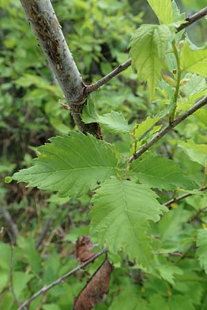 Zelkova carpinifolia ? / Caucasian Zelkova, D Eggenstein-Leopoldshafen 23.7.2016