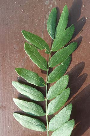 Gleditsia triacanthos \ Amerikanische Gleditschie, Lederhlsenbaum, D Mannheim 14.9.2016