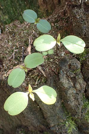 Impatiens parviflora / Small Balsam, D Frankfurt-Rödelheim 25.3.2017