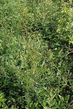 Epilobium brachycarpum \ Kurzfrchtiges Weidenrschen / Panicled Willowherb, Tall Annual Willowherb, D Ludwigshafen 10.6.2018