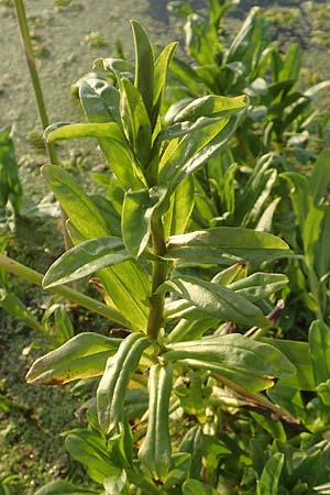 Myosotis scorpioides agg. \ Sumpf-Vergissmeinnicht, D Brandenburg, Havelaue-Gülpe 16.9.2020