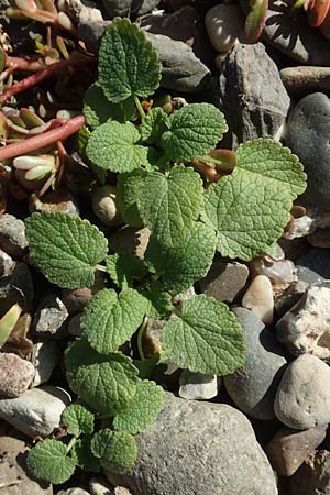 Ballota nigra subsp. nigra \ Echte Schwarznessel, Langzhnige Schwarznessel, D Sachsen-Anhalt, Havelberg 18.9.2020