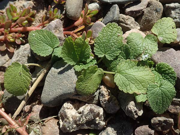 Ballota nigra subsp. nigra \ Echte Schwarznessel, Langzhnige Schwarznessel / Black Horehound, D Sachsen-Anhalt, Havelberg 18.9.2020