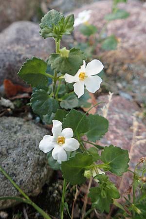 Chaenostoma cordatum \ Schneeflockenblume, Bacopa / Bacopa, D Sachsen-Anhalt, Havelberg 18.9.2020